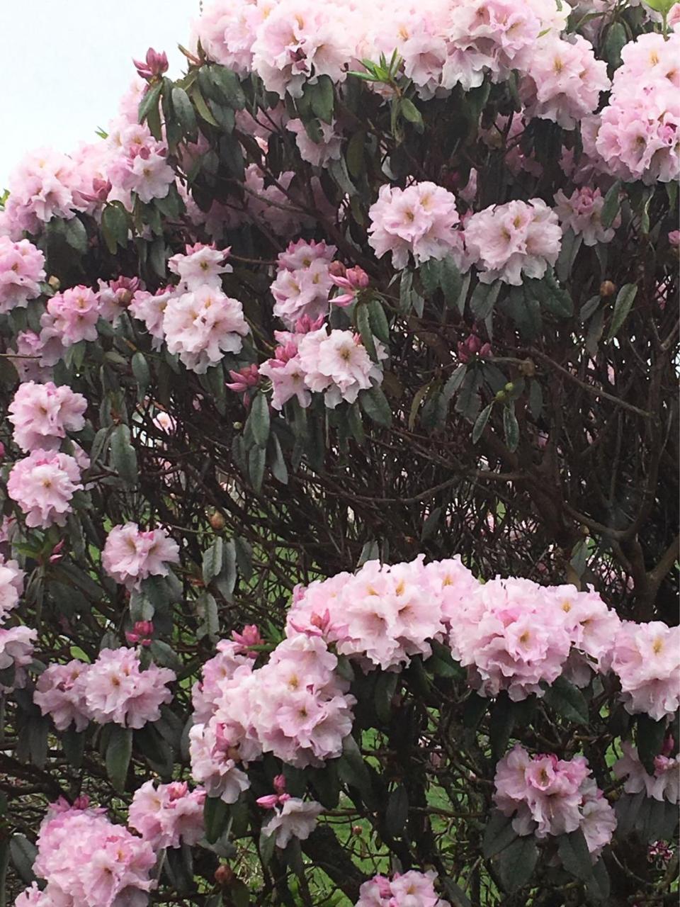 Pukeko Lodge Bnb 新普利茅斯 外观 照片